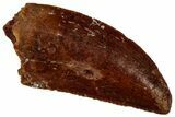 Serrated Raptor Tooth - Real Dinosaur Tooth #297774-1